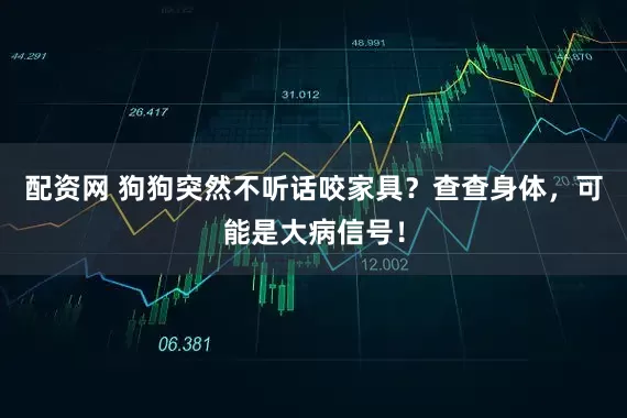 配资网 狗狗突然不听话咬家具？查查身体，可能是大病信号！