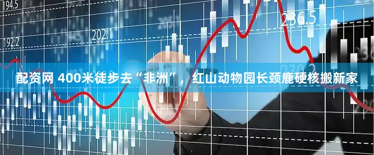 配资网 400米徒步去“非洲”，红山动物园长颈鹿硬核搬新家